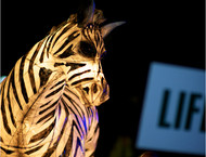 2010LanternParade_092-gallery554_May23223759.jpg image