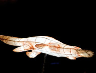 2014LLP-Natsky_042w-gallery846_Jan29084228.jpg image