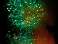 2014LLP-Natsky_310w-gallery846_Jan29091011.jpg image